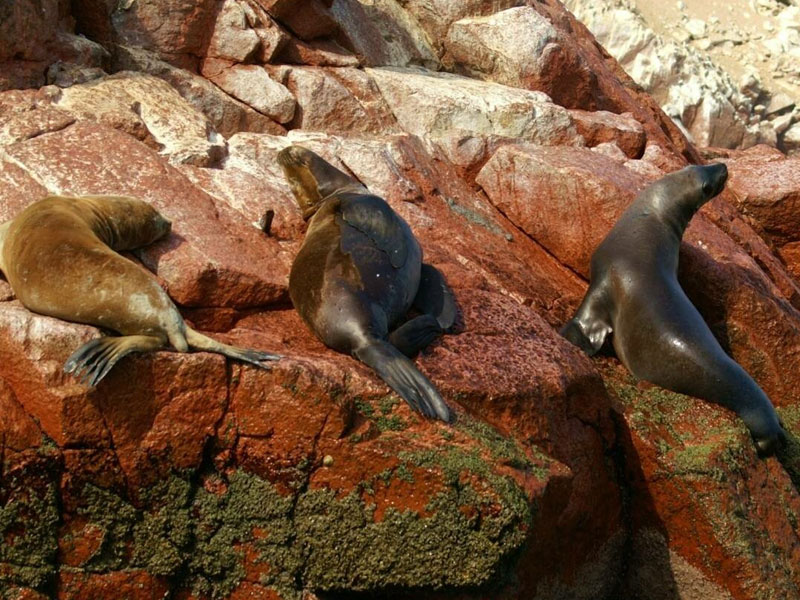 Paseo Islas Ballestas desde Ica