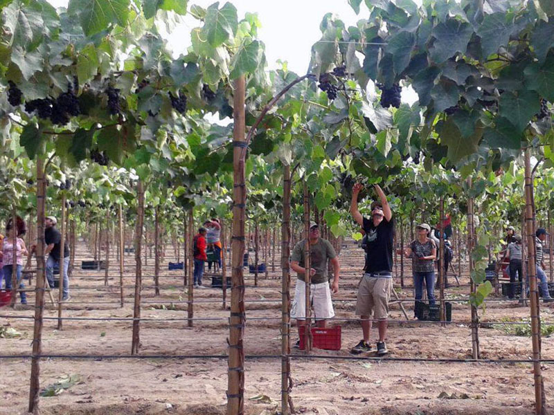 Tour Viñedos y Rutas del Pisco